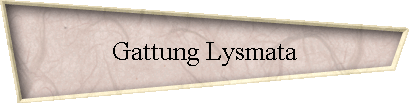 Gattung Lysmata